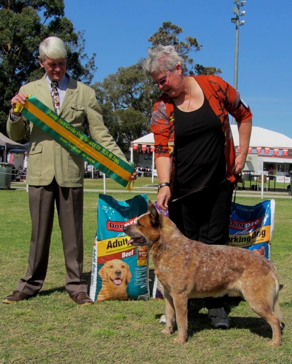 Australian Cattle Dog Society of NSW Inc.